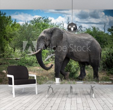 Picture of Elephant in Kruger National Park South Africa